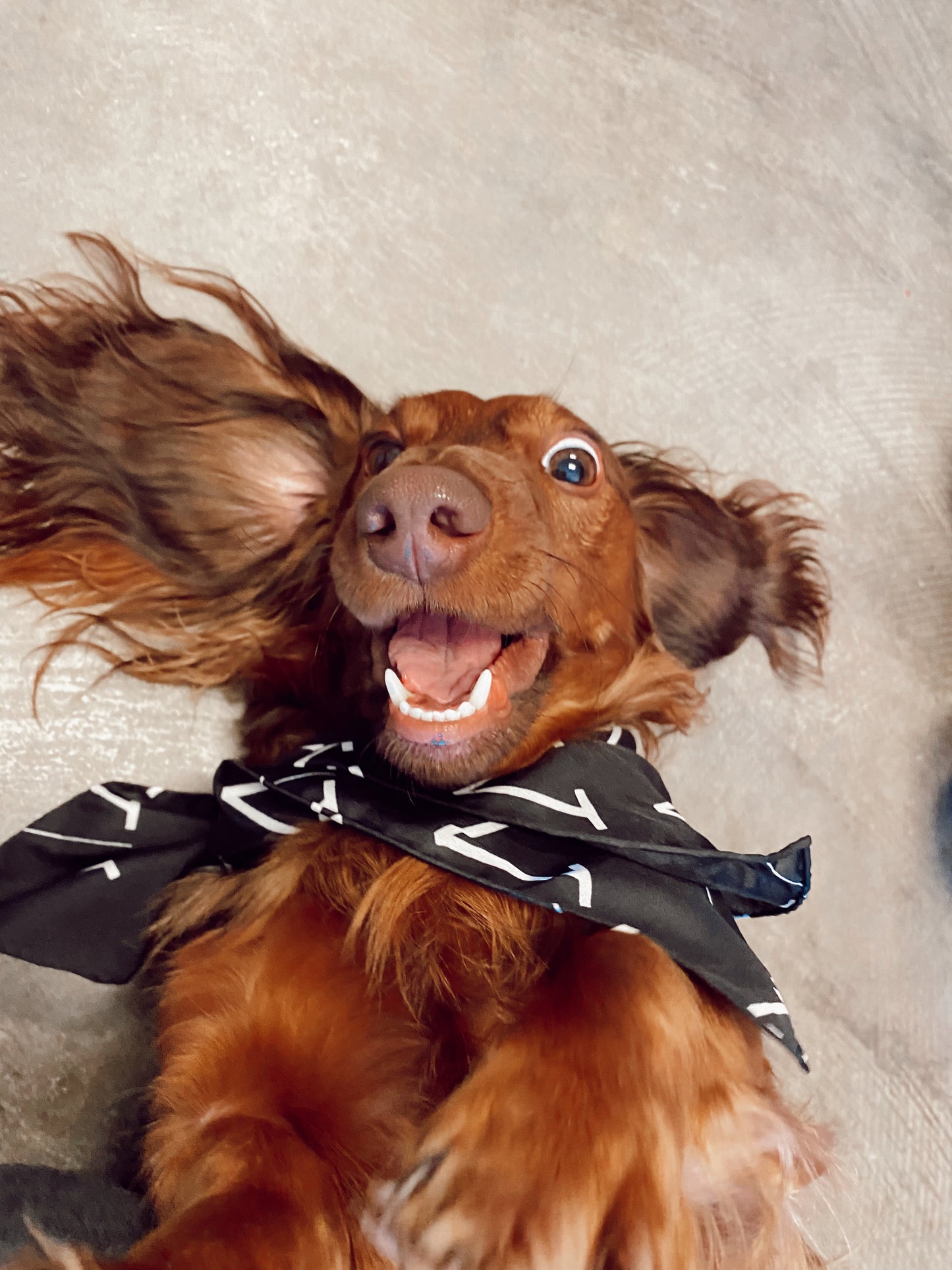 The Western Vogue Mini Wild Rag